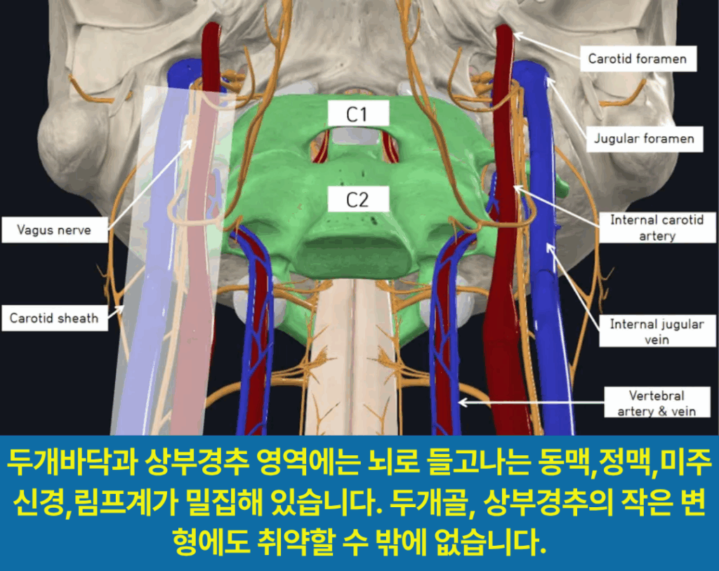 두개바닥과 상부경추 영역에는 뇌로 들고나는 혈류, 신경, 림프가 밀집해있어 작은 변형에도 취약할 수 밖에 없습니다