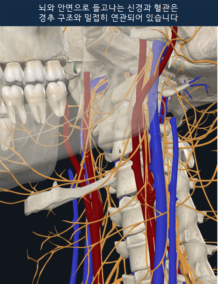뇌와 안면으로 들고나는 신경과 혈관은 경추 구조와 밀접히 연관