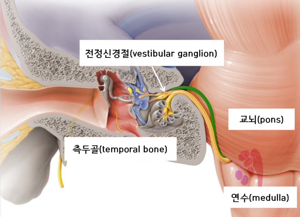 전정신경절과 교뇌,연수