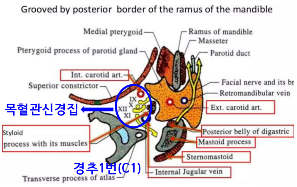 경추1번과 목혈관신경집