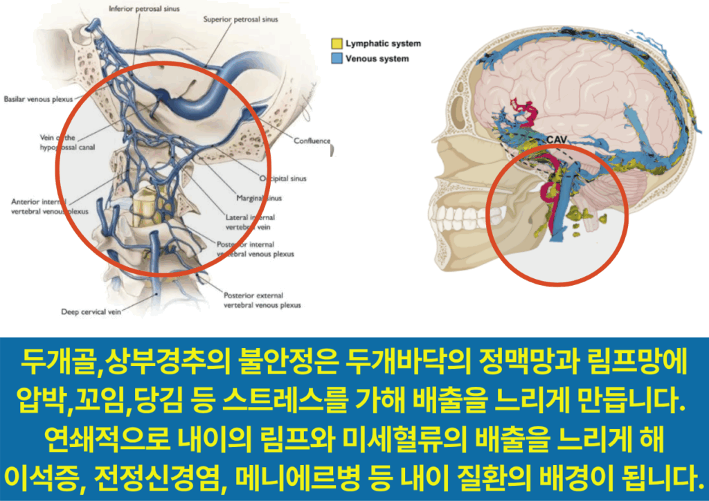 림프와 정맥망의 복잡한 구조