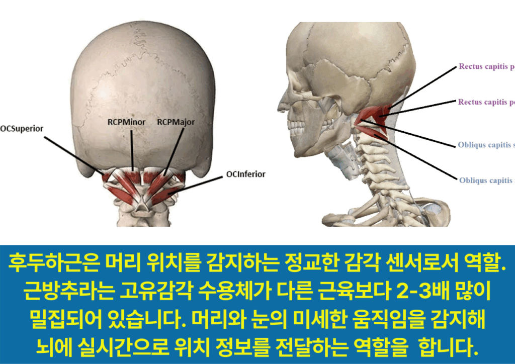 머리 위치 감지하는 감각 센서인 후두하근